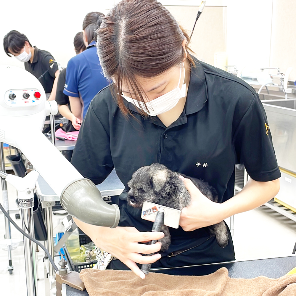 子犬のケアトリミング♪